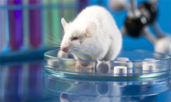 موش‌هایی که وقف تحقیقات سرطان و ام‌اس می‌شوند