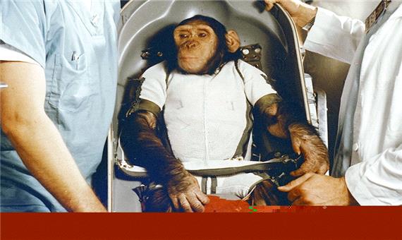 حیواناتی که فضانورد شدند؛ از میمون تا عروس دریایی