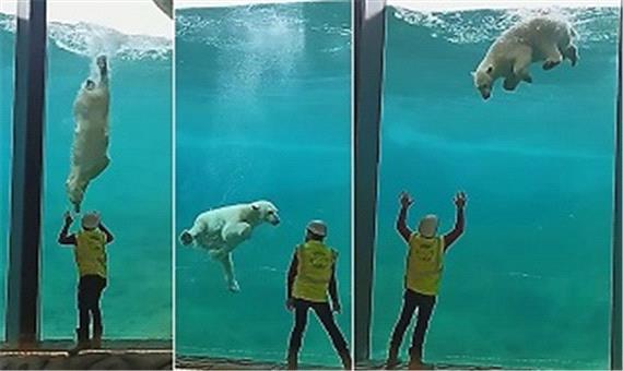 حرکات نمایشی خرس قطبی در آکواریوم همه را متعجب کرد