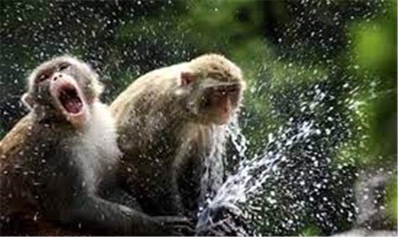 آب بازی میمون‌های بامزه در استخر