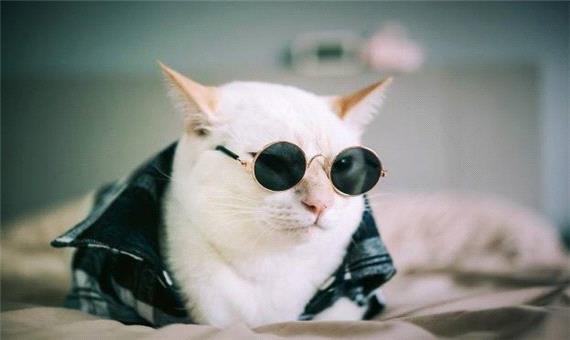 گربه ی مدلینگ با درآمدی بیشتر از آدم ها