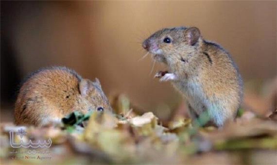 یافته های جدید پژوهشگران؛ اومیکرون از موش ها منشا گرفته است