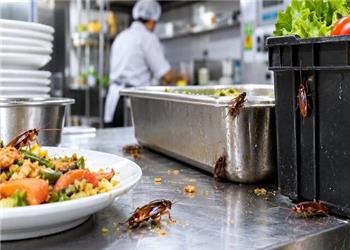 زنگ خطر آلودگی مراکز غذایی به سوسریها